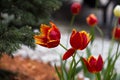 Red and yellow tulips Royalty Free Stock Photo