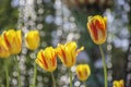Red and yellow tulips on flower bed. Royalty Free Stock Photo