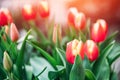 Red yellow tulips in flower market. Natural background Royalty Free Stock Photo