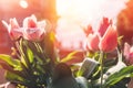 Red yellow tulips in flower market with sun light. Natural background Royalty Free Stock Photo