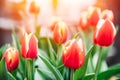 Red yellow tulips in flower market with sun light. Natural background Royalty Free Stock Photo