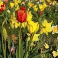 Red and yellow tulips in a flowerbed with daffodils Royalty Free Stock Photo