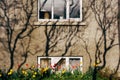 Red and yellow tulips in a flowerbed near a house with a basement. Play of shadows on the facade of the building. Royalty Free Stock Photo