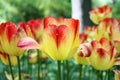 Red yellow tulips Royalty Free Stock Photo