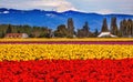 Red Yellow Tulips Flowers Mt Baker Skagit Valley Washington State Royalty Free Stock Photo