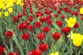 Red and yellow tulips in garden closeupup Royalty Free Stock Photo
