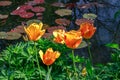 Red and yellow tulips growing on lily pond in Claude Monet`s garden. Giverny, France. Royalty Free Stock Photo