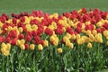 Red and yellow tulips growing outside