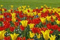 Red and yellow tulips