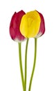 Red and yellow tulips isolated on white background close up Royalty Free Stock Photo