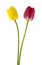 Red and yellow tulips isolated on white background close up Royalty Free Stock Photo