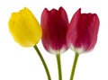 Red and yellow tulips isolated on white background close up Royalty Free Stock Photo