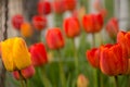 Red and Yellow Tulips In Morning Sun Royalty Free Stock Photo