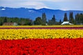 Red Yellow Tulips Mt Baker Skagit Washington Royalty Free Stock Photo