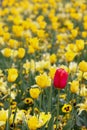 Red In Yellow Tulips - Odd One Out