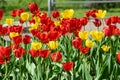 Red and yellow tulips in the Park on a flower bed Royalty Free Stock Photo