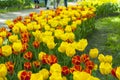 Red and yellow tulips in a park during tulip festival in Saint Petersburg. Colorful flowers.