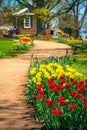 Red & Yellow Tulips on Path Royalty Free Stock Photo