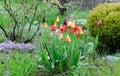 Red and yellow tulips after the rain in the garden among greenery. a drop on a flower. Royalty Free Stock Photo