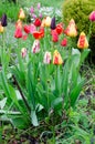 Red and yellow tulips after the rain in the garden among greenery. Royalty Free Stock Photo