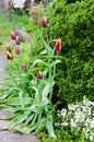 Red and yellow tulips after the rain in the garden among greenery. Royalty Free Stock Photo