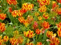 Red and yellow tulips at Shanghai flower port Royalty Free Stock Photo