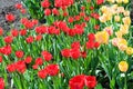 Red and yellow tulips in the spring garden Royalty Free Stock Photo
