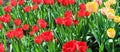 Red and yellow tulips in the spring garden. Wide photo Royalty Free Stock Photo