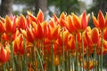 Red and yellow tulips in spring