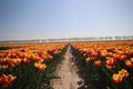 red yellow tulips in sunlight in rows in a long flower field in
