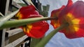 Red and yellow Tulips Royalty Free Stock Photo