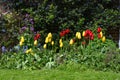 Red and Yellow Tulips, Tewkesbury Abbey, Gloucestershire, England, UK Royalty Free Stock Photo