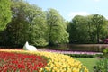 Red yellow tulips, trees, lake, Keukenhof Gardens