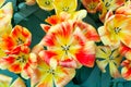 Red-yellow tulips of an unusual shape. Top view on tulips, close-up Royalty Free Stock Photo