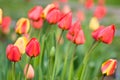 Red yellow tullips on daylight Royalty Free Stock Photo