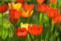 Red yellow tullips on daylight Royalty Free Stock Photo