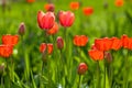 Red yellow tullips on daylight Royalty Free Stock Photo