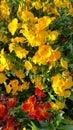 Red and yellow wallflowers