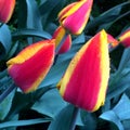 Red and yellow wet tulip close up Royalty Free Stock Photo