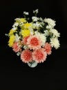 The red, yellow and white chrysanthemum and black background Royalty Free Stock Photo