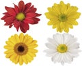 Red yellow and white flowers on isolated white background for design Royalty Free Stock Photo