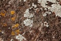 Red , yellow and white mold on grey old rock. Natural background texture Royalty Free Stock Photo