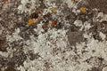 Red , yellow and white mold on grey old rock. Natural background texture Royalty Free Stock Photo