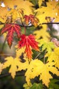 Red and yellow wild maple leaves on a branch, natural background, vertical Royalty Free Stock Photo