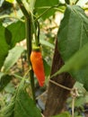 Red Yellowish chilli