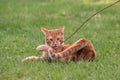 Red young cat playing in the grass Royalty Free Stock Photo