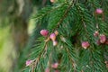 Red young cones on branches of spruce Royalty Free Stock Photo