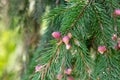 Red young cones on branches of spruce Royalty Free Stock Photo