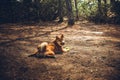 Red young dog shiba-inu plays in nature