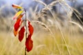 Red young Euonymus on the background of dry tall grass in the fall. Shallow depth of field photos were taken on soft lens. Blur Royalty Free Stock Photo